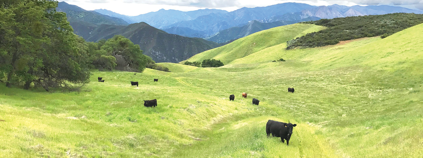 Central Coast ranchers promote sustainable grazing