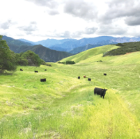 Central Coast ranchers promote sustainable grazing