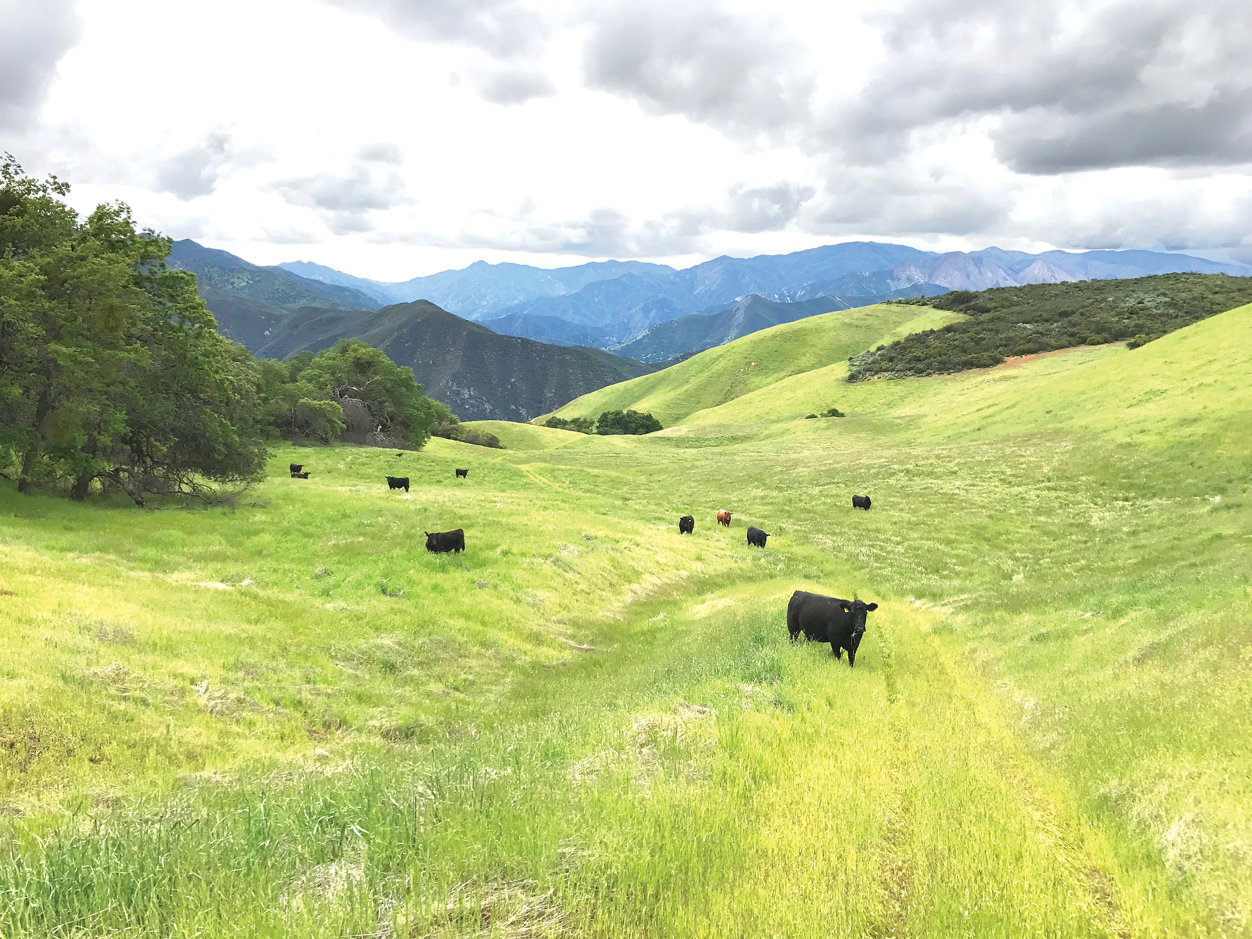 Central Coast ranchers promote sustainable grazing