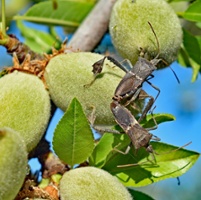 Researchers make headway on leaffooted bug fixes 