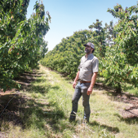 Later start foils holiday push for cherries