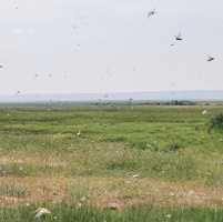 Destructive bugs attack North State crops, pastures