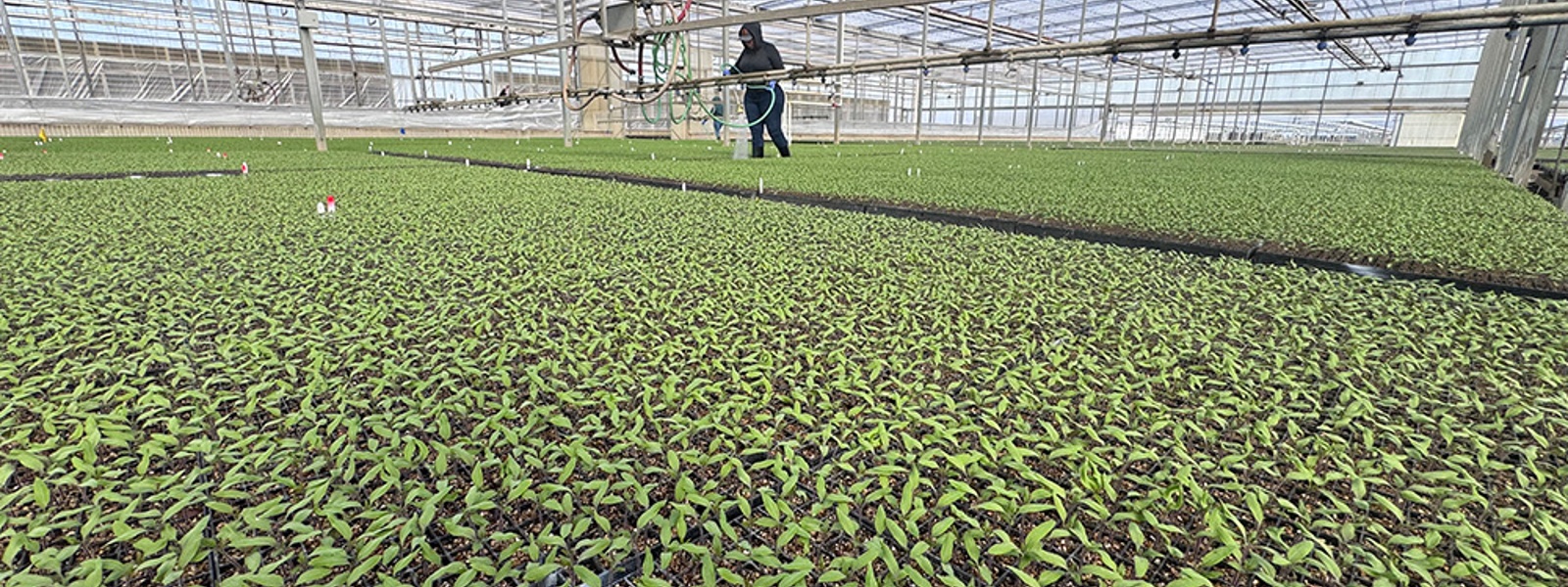 Transplant nurseries celebrate seed improvements