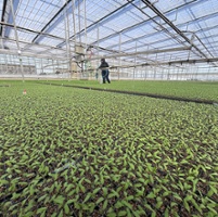 Transplant nurseries celebrate seed improvements