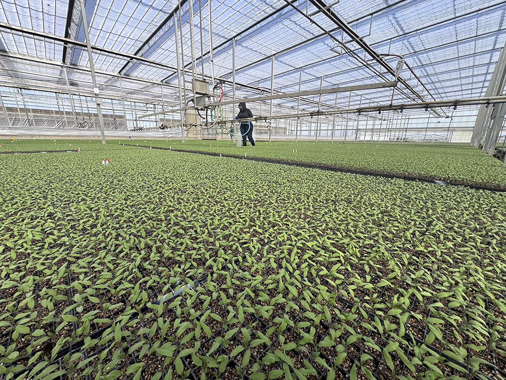 Transplant nurseries celebrate seed improvements