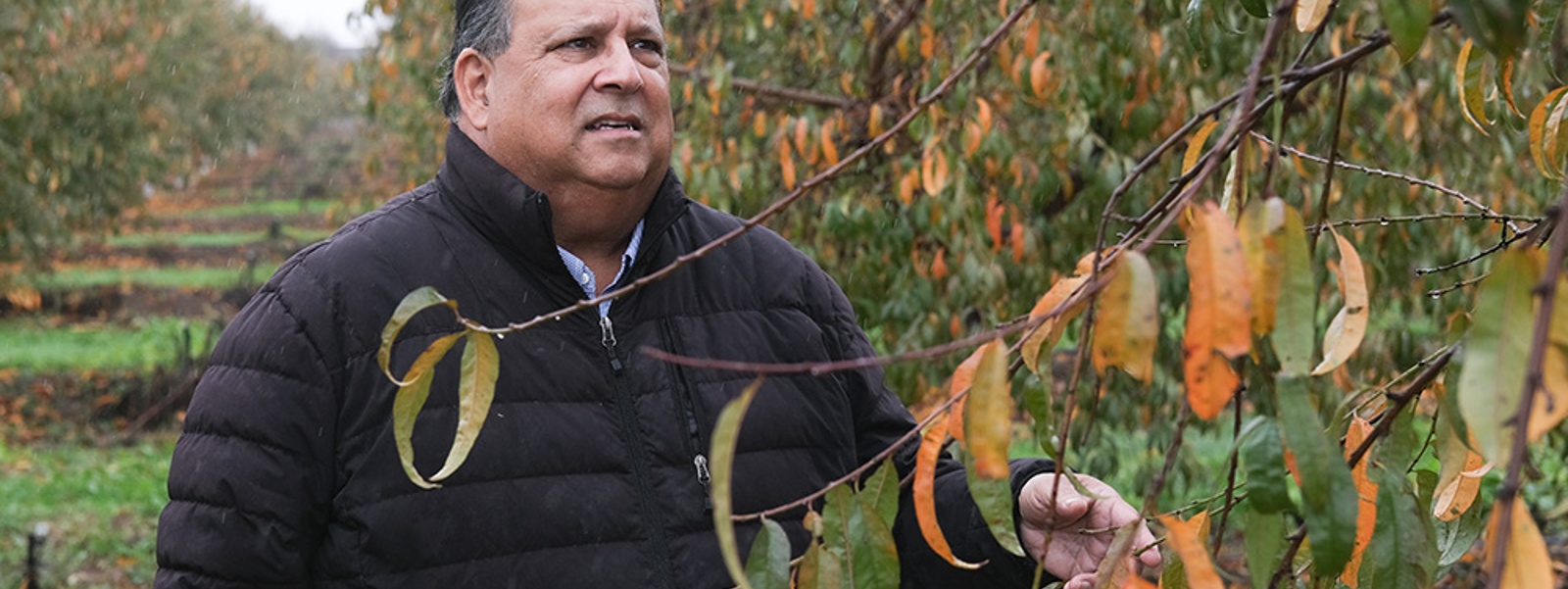 Peach growers await pivotal cannery sale