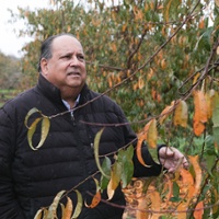 Peach growers await pivotal cannery sale