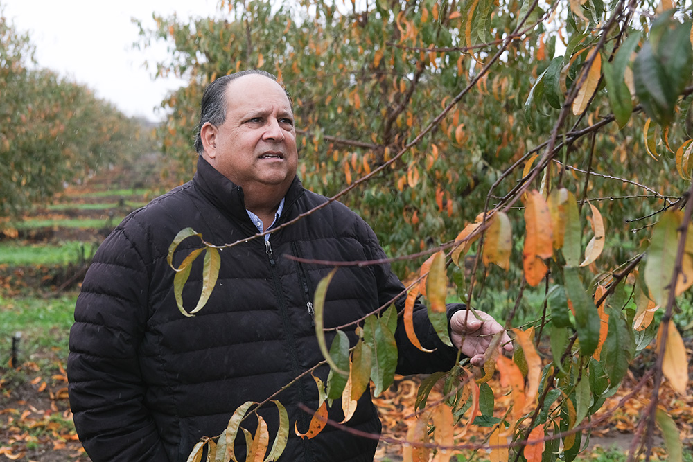 Peach growers await pivotal cannery sale