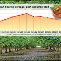 Walnut market recovery may come slowly