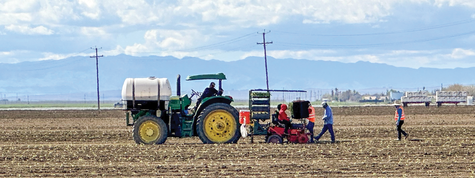 Storms disrupt tomato plantings, raise pest worries