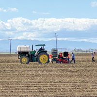 Storms disrupt tomato plantings, raise pest worries