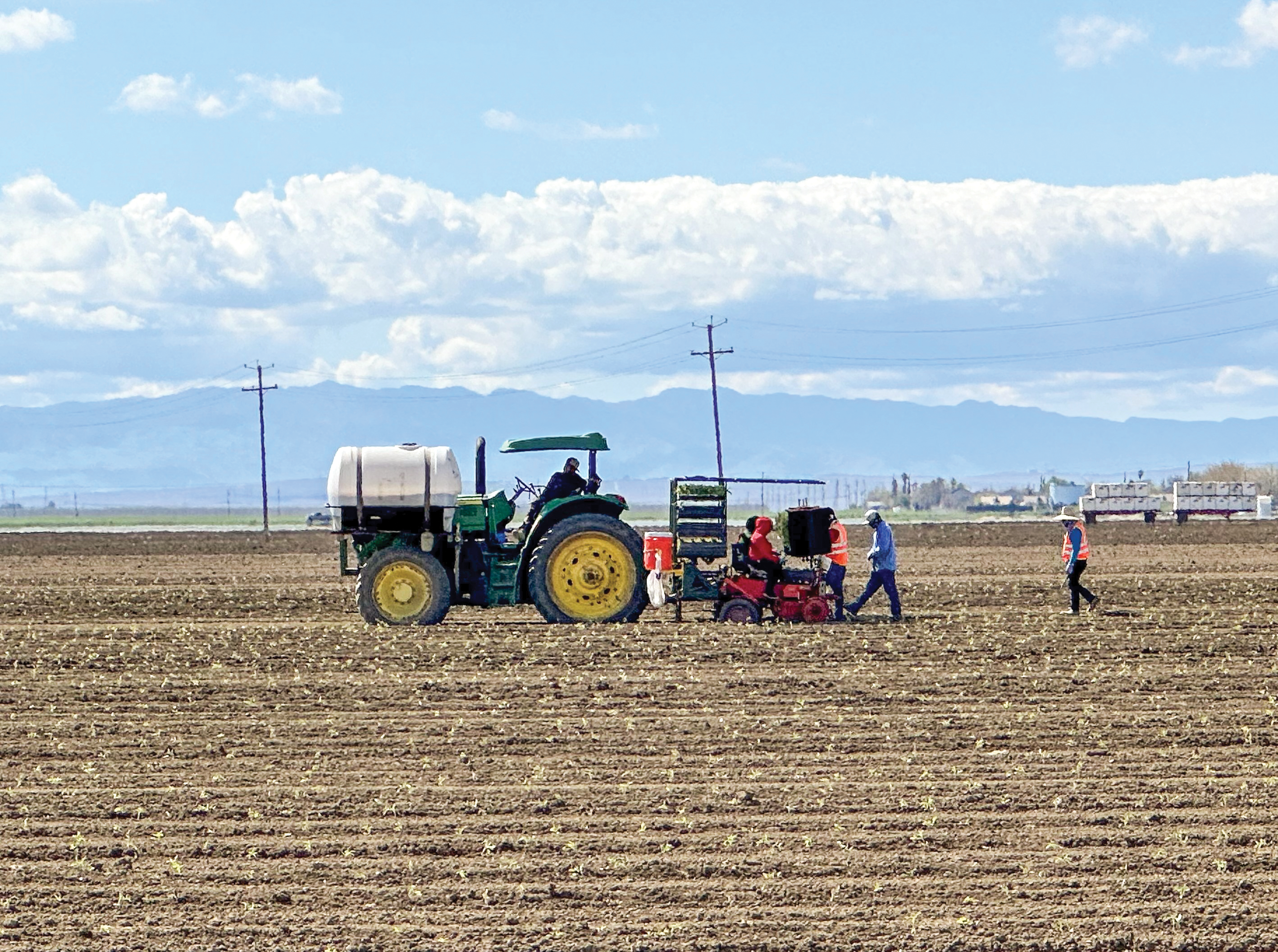 Storms disrupt tomato plantings, raise pest worries