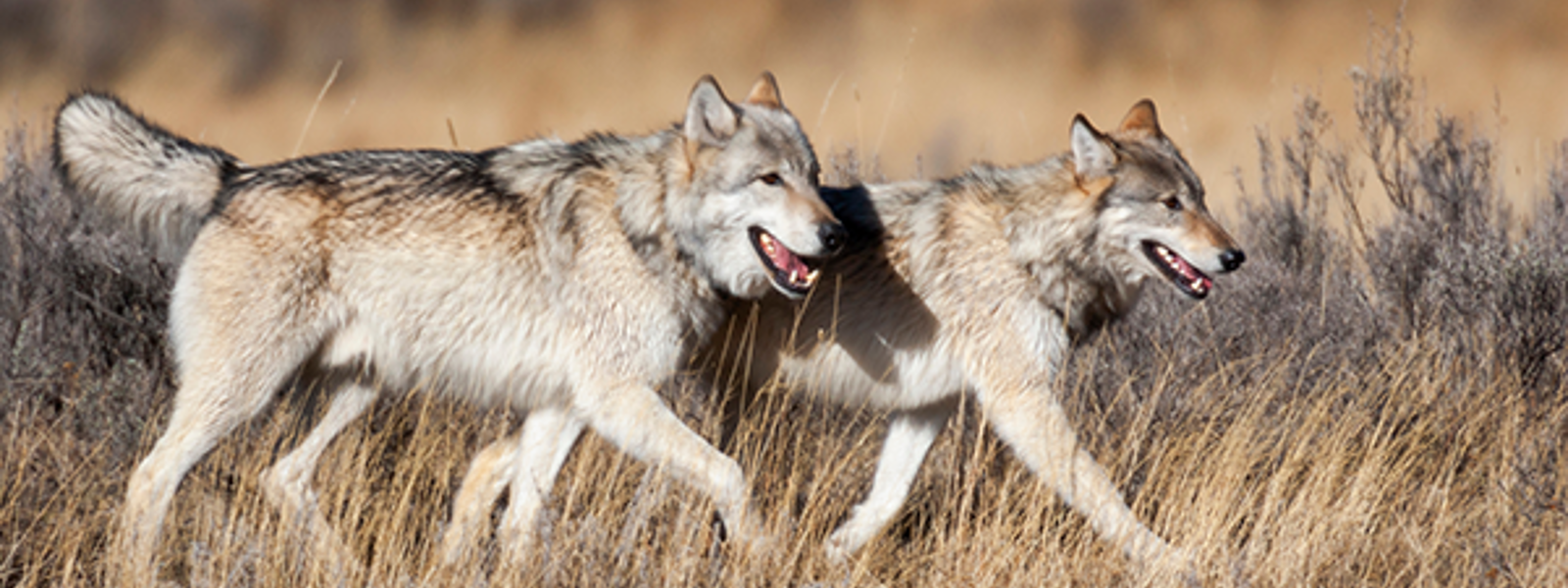 Predator work group formed