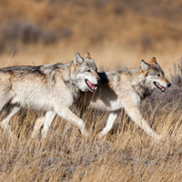 Predator work group formed