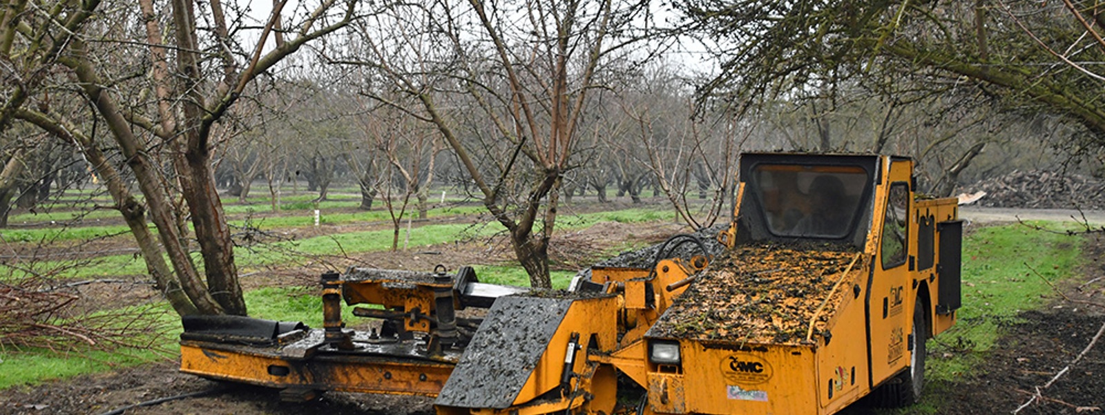 Counties struggle with new abandoned orchard law