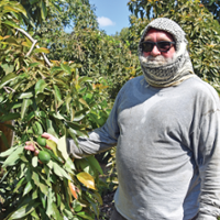 Breeders strive for Hass-like avocados, other traits