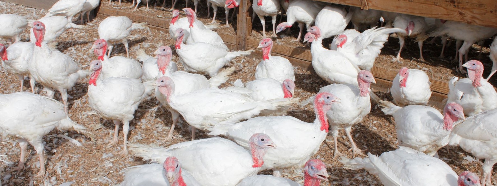 Avian influenza shortens supplies of holiday turkeys