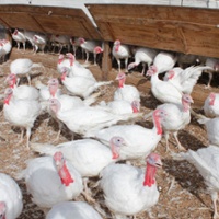 Avian influenza shortens supplies of holiday turkeys