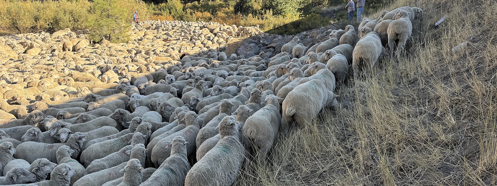Farmers encouraged to use targeted grazing as tool