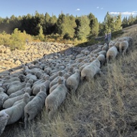 Farmers encouraged to use targeted grazing as tool
