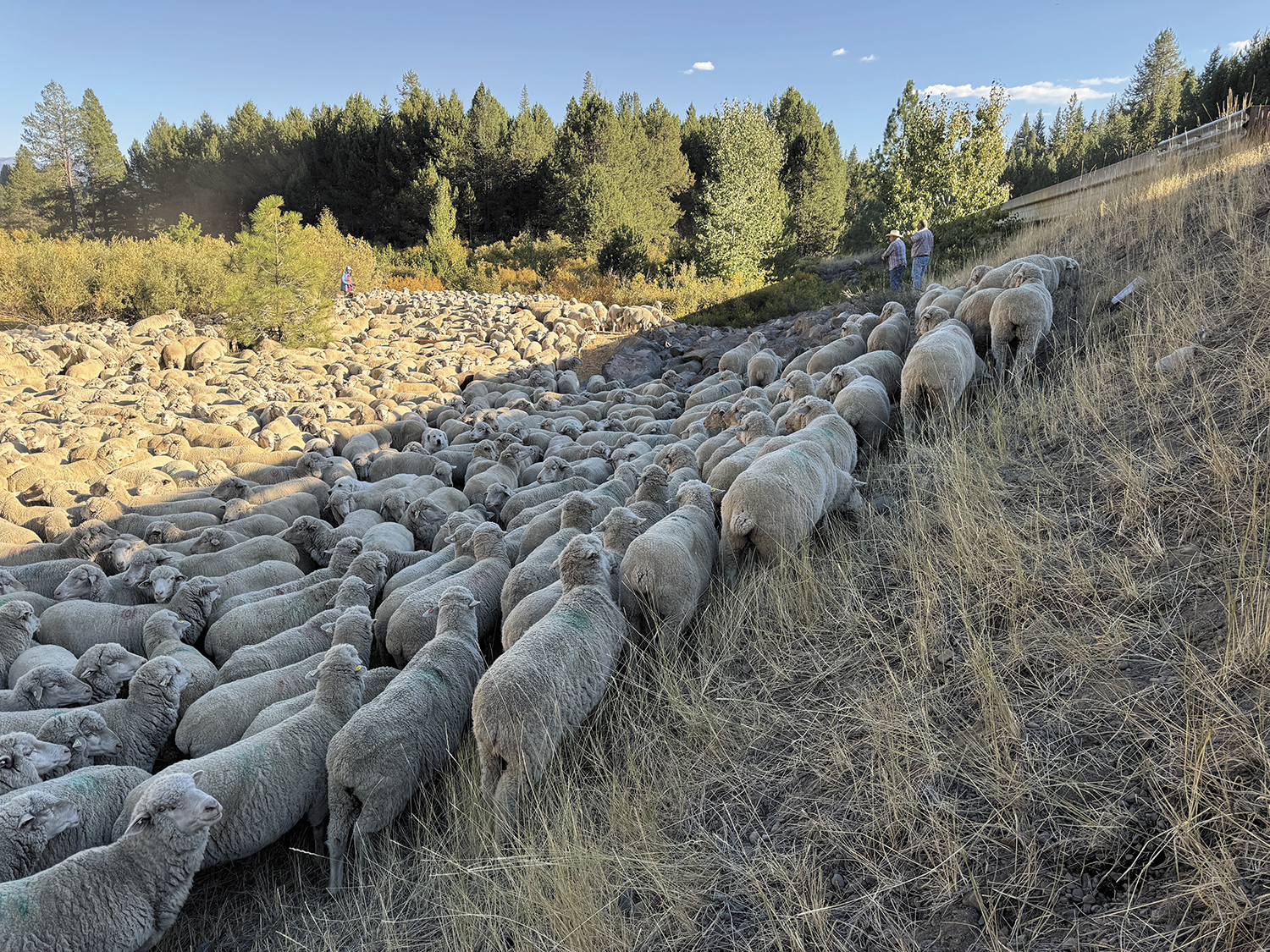 Farmers encouraged to use targeted grazing as tool