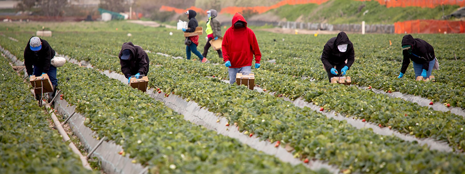 News Briefs: English training, Golden Owl Award and organic committee vacancies