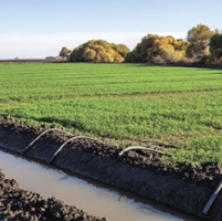 Forage growers space harvests, manage water stress