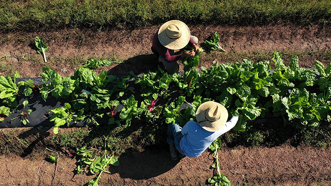 Advocacy in Action: Labor, fire equipment, climate funds, Gualala River, endangered species, dairy order, lily bulbs