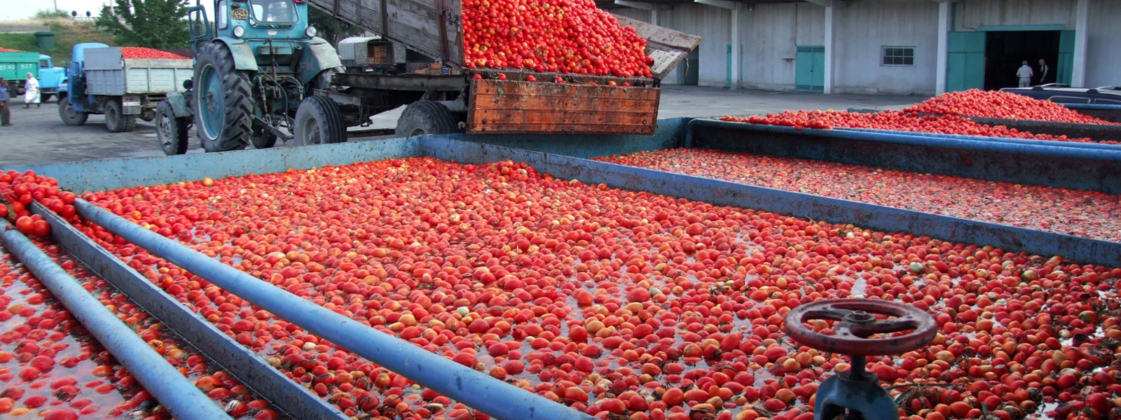 With canning tomato price unset, growers mull options