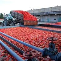 With canning tomato price unset, growers mull options