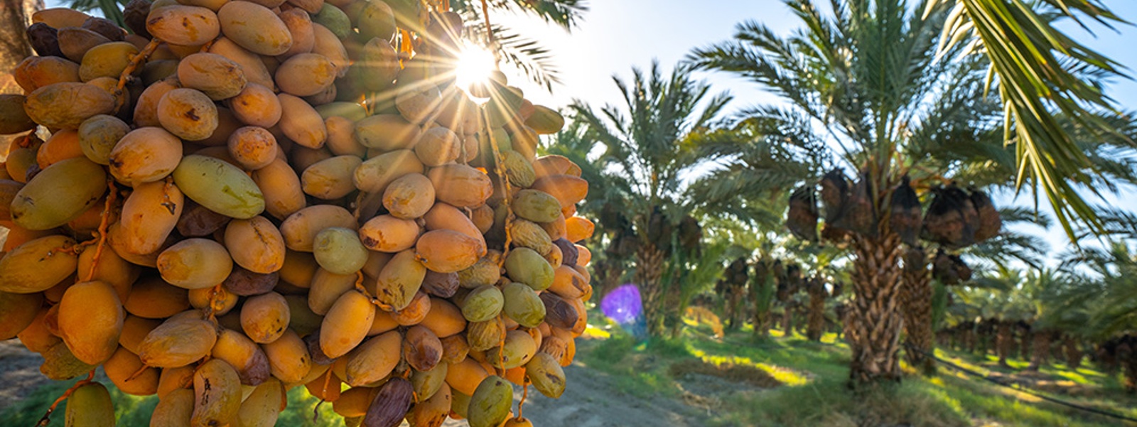 New date crop hits market as fruit goes 'mainstream'
