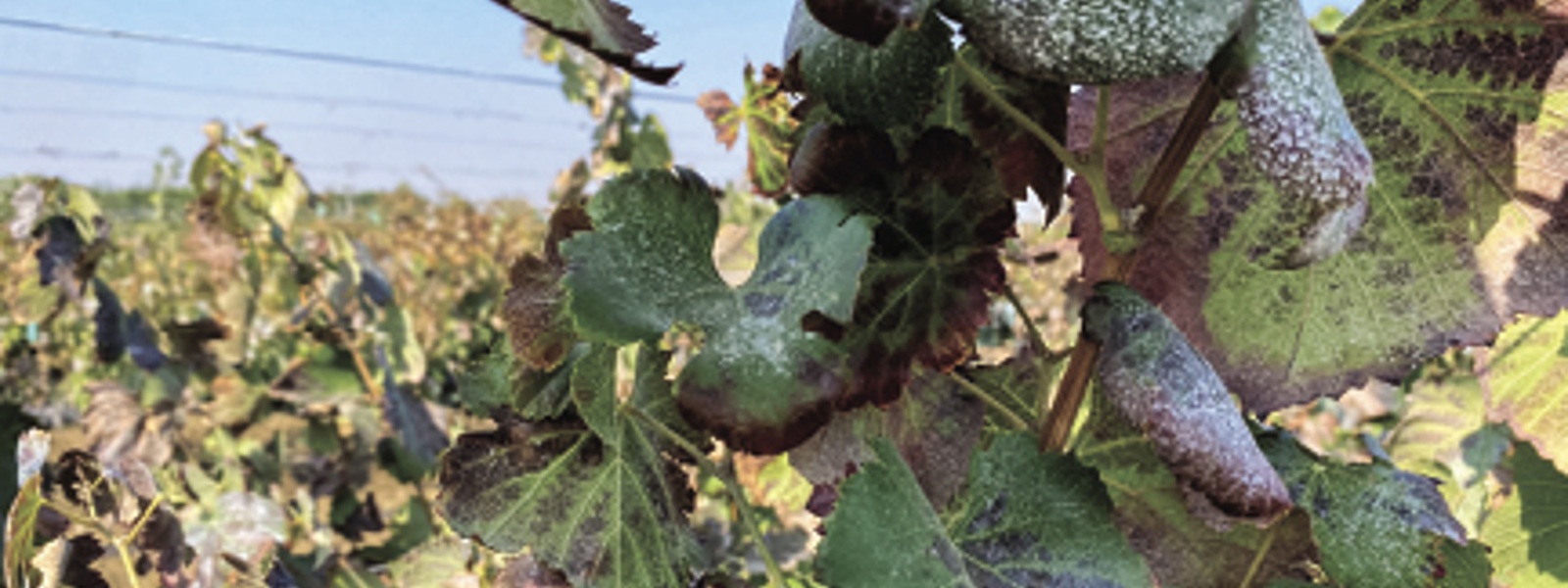 Center rallies to save vineyard stock after virus hits