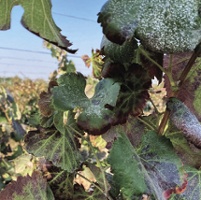 Center rallies to save vineyard stock after virus hits