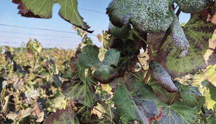 Center rallies to save vineyard stock after virus hits