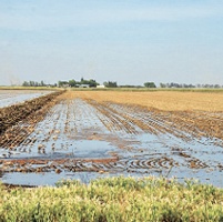 Tadpole shrimp targeted in rice station research effort