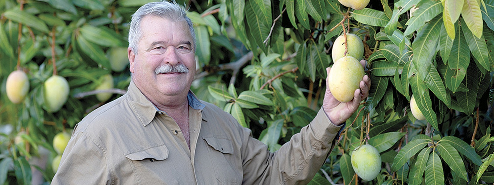 From the Fields: Rod Chamberlain, Riverside County mango and vegetable farmer