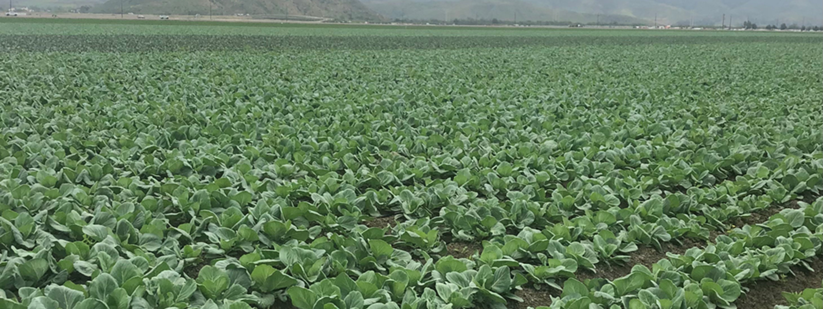 Cabbage growers wage war on diamondback moth