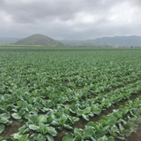 Cabbage growers wage war on diamondback moth