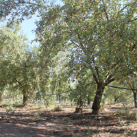 Farmers mull pros and cons of certification