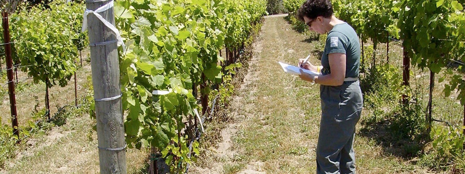 Pest control innovator shares take on biopesticides