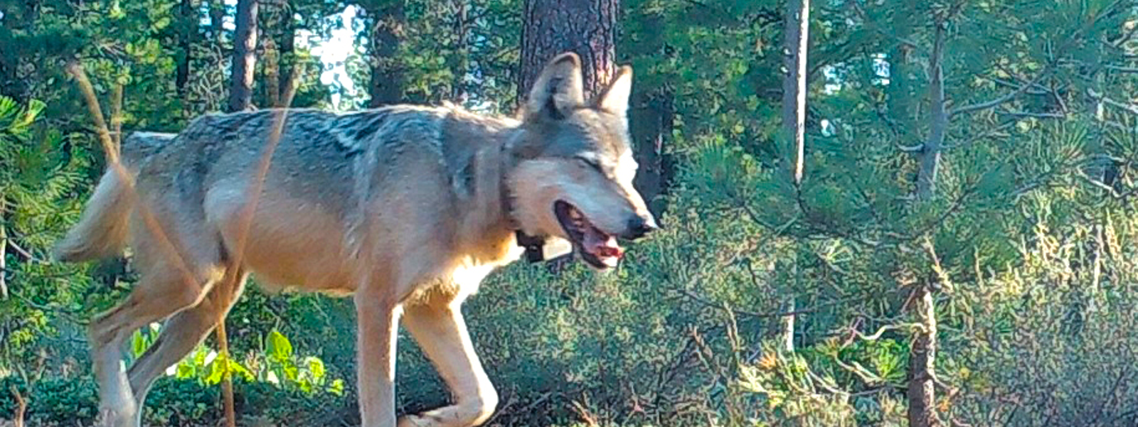 Deterrent tools topped state wolf-livestock conflict funds