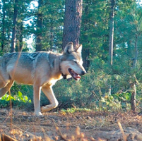 Deterrent tools topped state wolf-livestock conflict funds