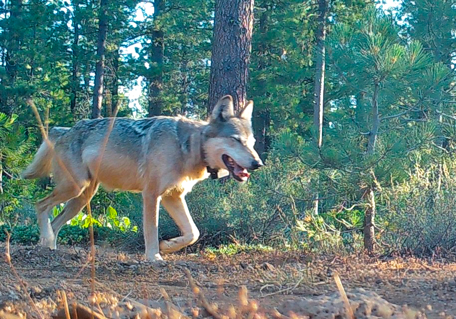 Deterrent tools topped state wolf-livestock conflict funds