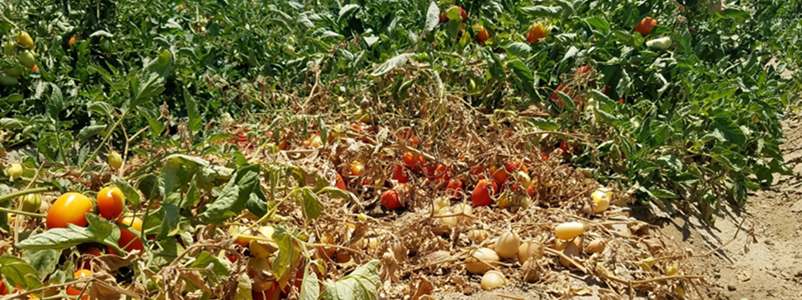 Tomato disease spreads to Sacramento Valley fields