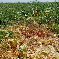 Tomato disease spreads to Sacramento Valley fields