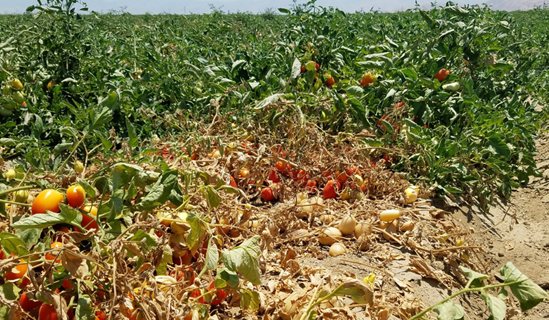 Tomato disease spreads to Sacramento Valley fields