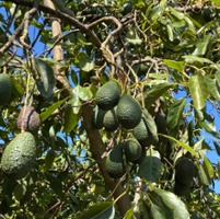 Avocado producers adapt to become more resilient
