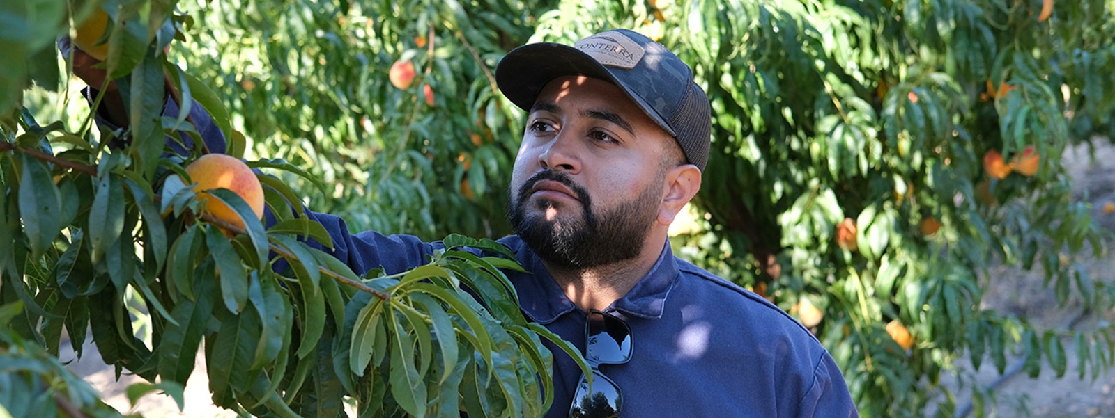Peach growers praise quality as yields dip