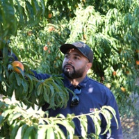 Peach growers praise quality as yields dip