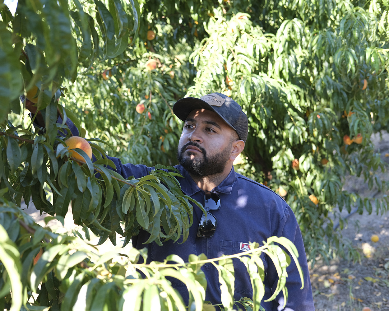 Peach growers praise quality as yields dip